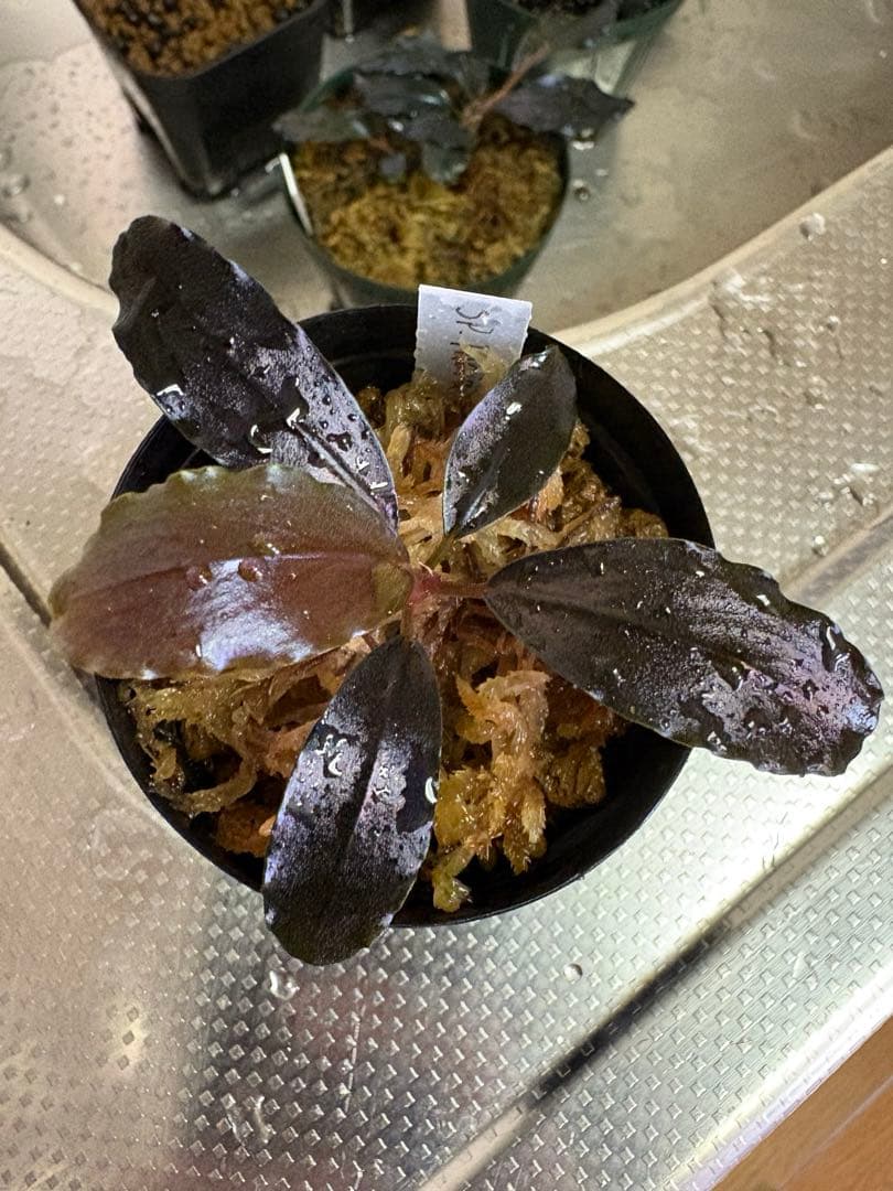 y*t様 Bucephalandra sp. Theia Blue