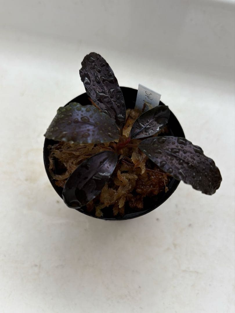 y*t様 Bucephalandra sp. Theia Blue