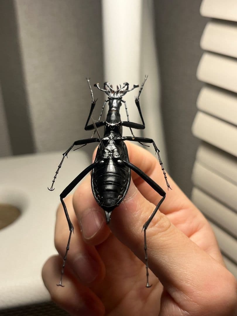 【蝸牛被最大種】フクエマイマイカブリ ホンマイマイカブリ 昆虫標本