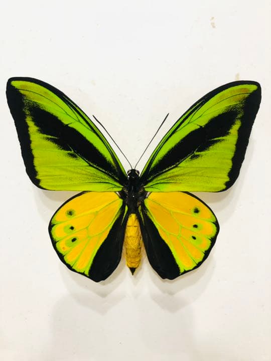 ゴライアストリバネアゲハ！赤紋出現！激レア！