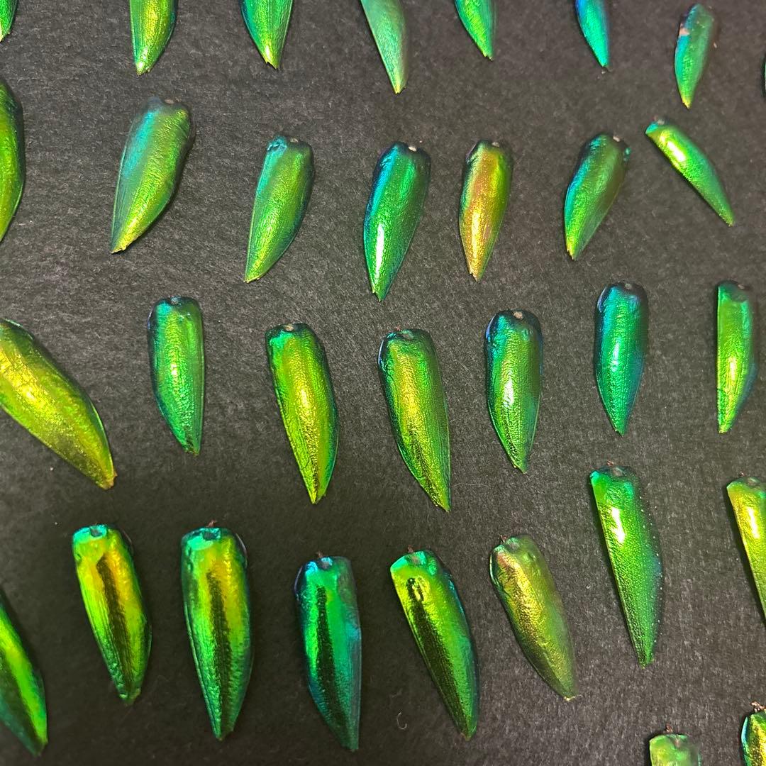 値下げ‼️大特価‼️格安‼️希少　玉蟲の羽2000枚