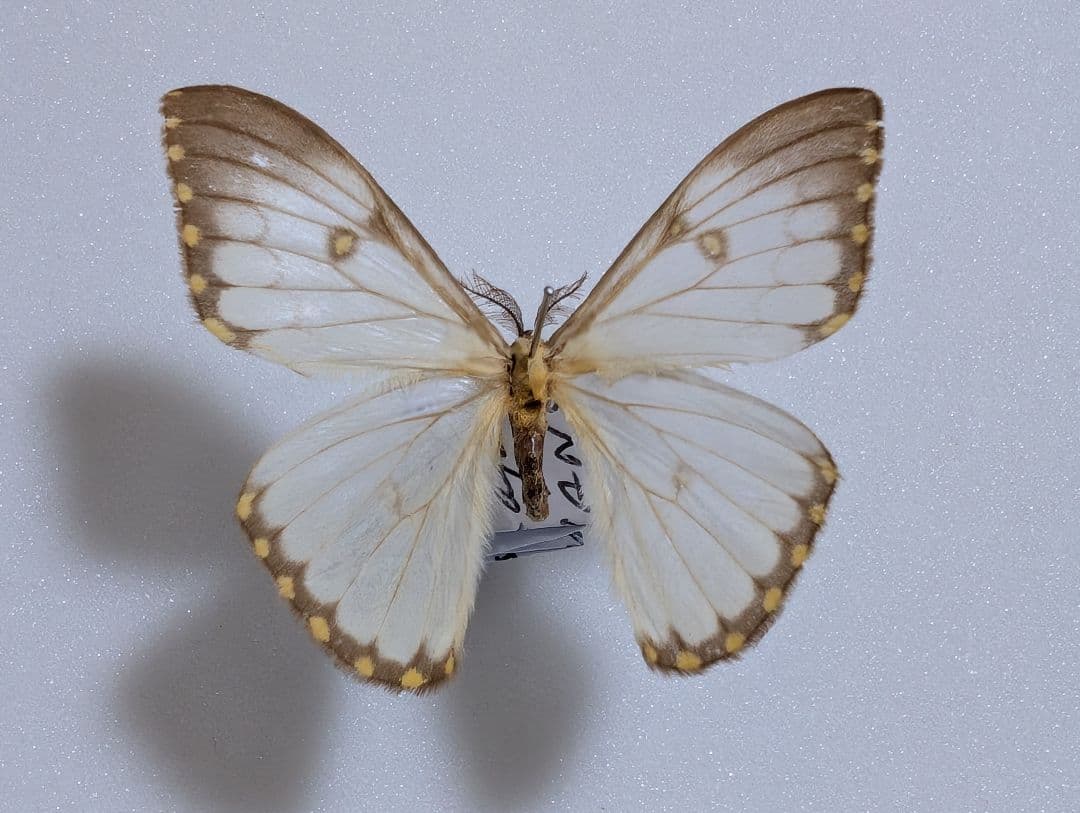 専用　スカシ　ニセアポロ