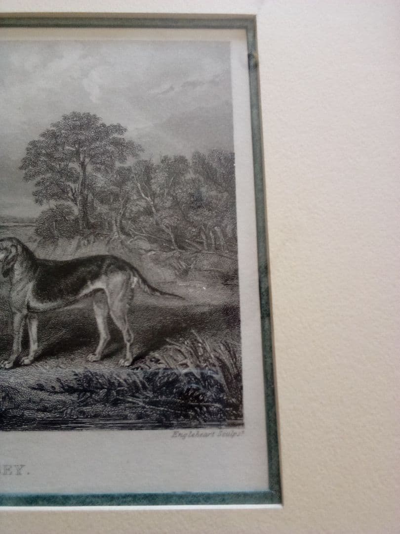 イギリス 銅版画 (エッチング技法) の額装品 猟犬