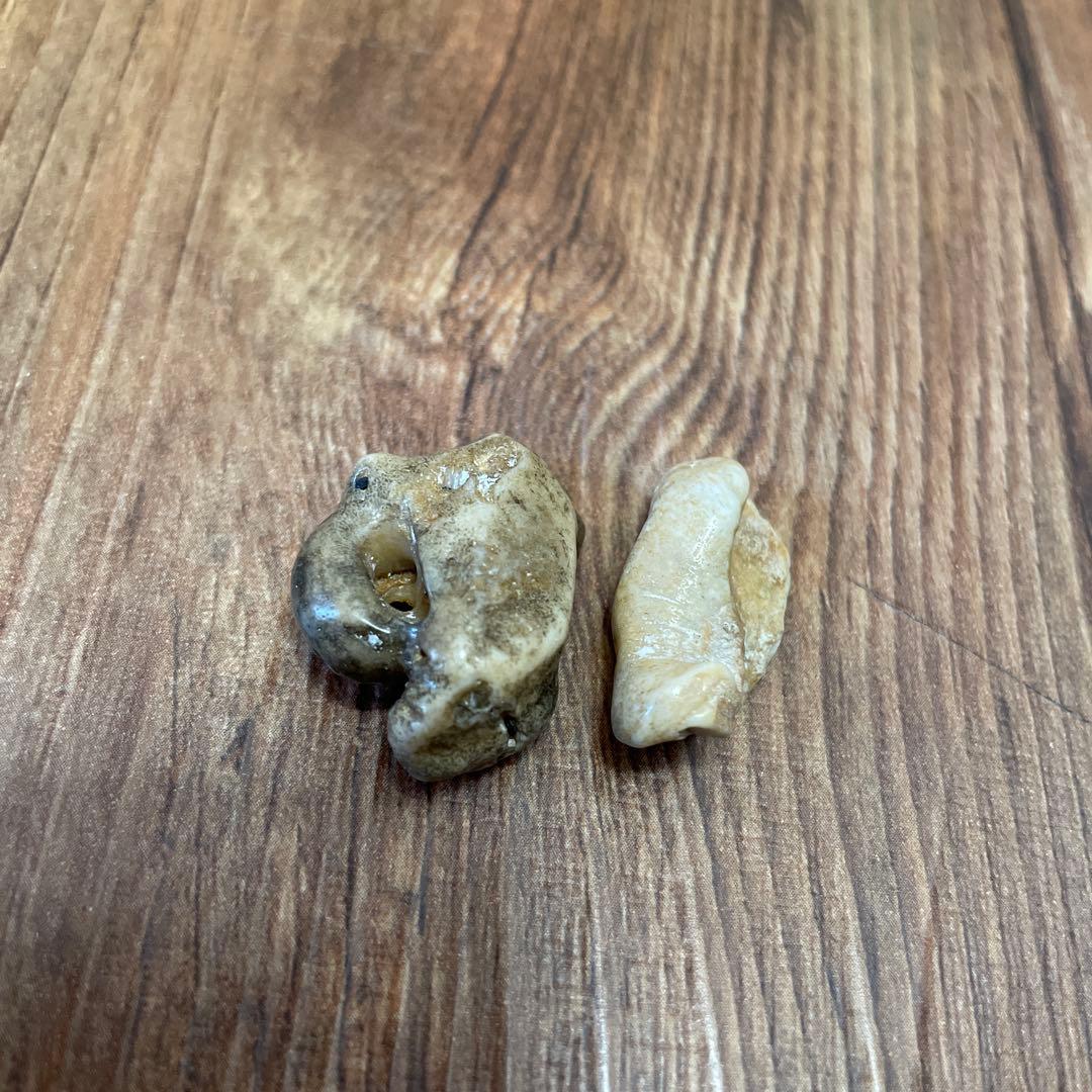 イルカの耳骨　化石