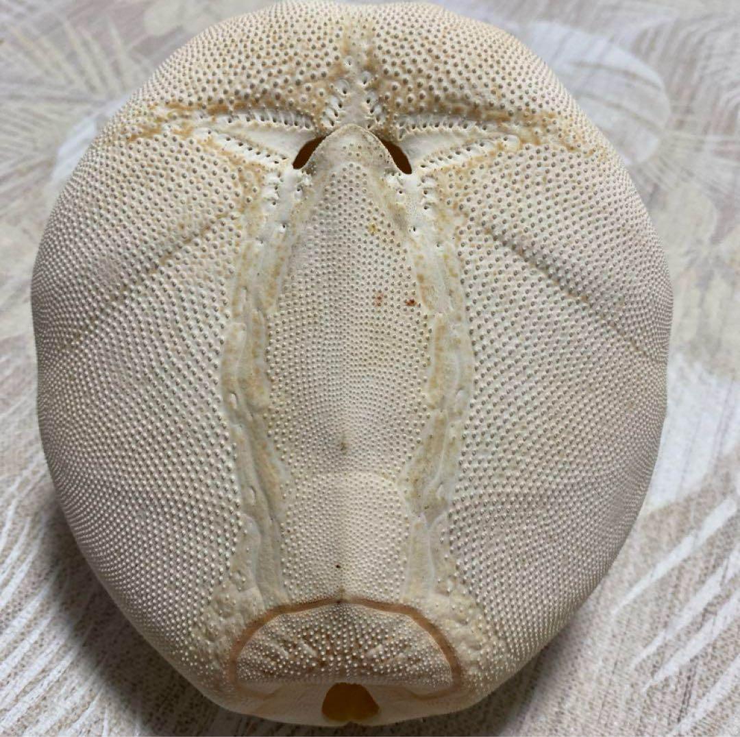 フィリピン ブンブク 世界最大級 完品 ウニ殻 ウニ 標本