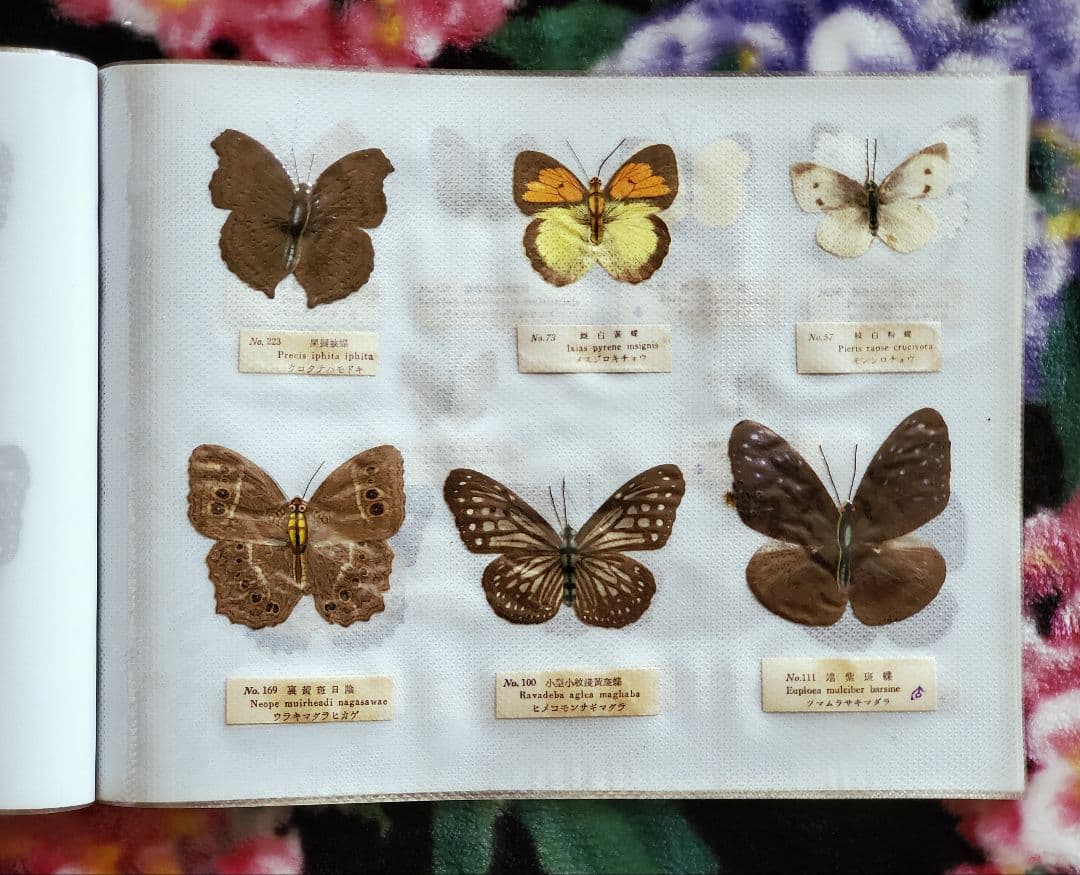 【1960年代当時物】☆蝶類標本☆『台湾産蝴蝶2/2』☆本物の蝶を100頭収録☆