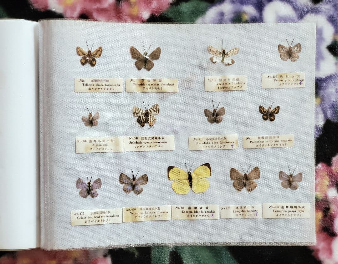 【1960年代当時物】☆蝶類標本☆『台湾産蝴蝶2/2』☆本物の蝶を100頭収録☆