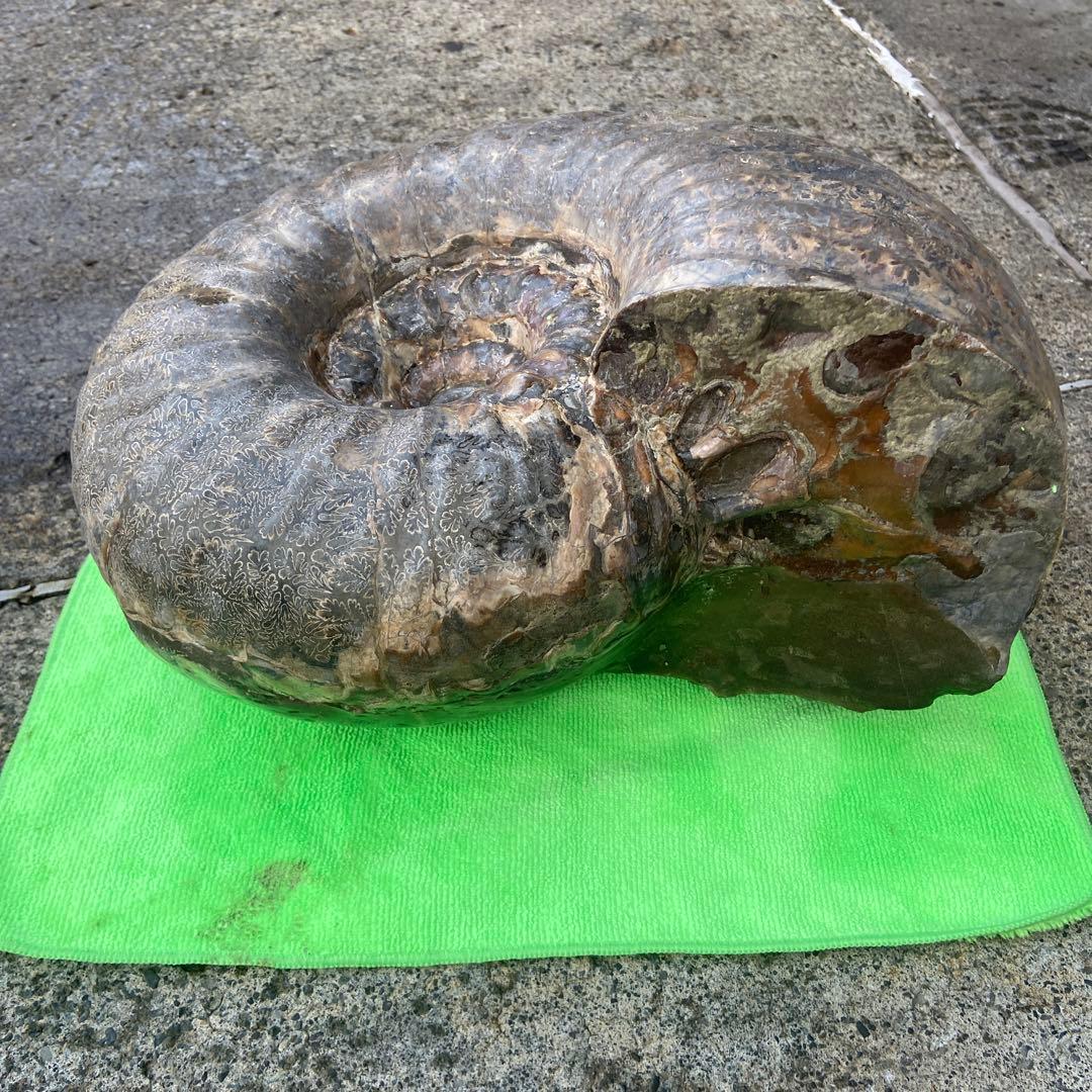 アンモナイト　約32cm