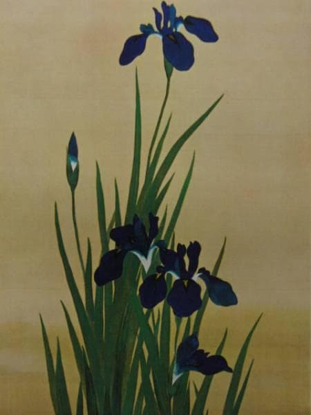 酒井抱一、菖蒲鷭図、超希少・大判画集画、新品高級額装付