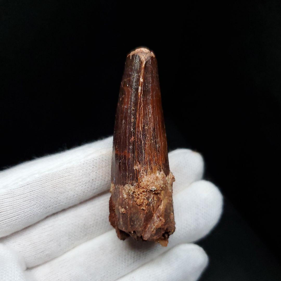 美品 スピノサウルス 本物 モロッコ産 52mm sp446