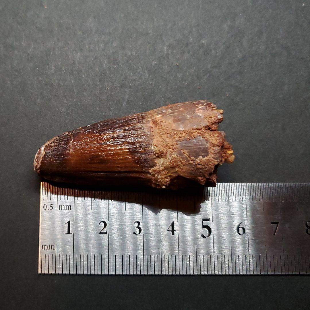 美品 スピノサウルス 本物 モロッコ産 52mm sp446