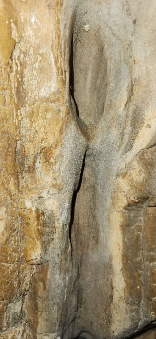 珪化木 木化石 パワーストーン オブジェ 置物 化石 大型 希少