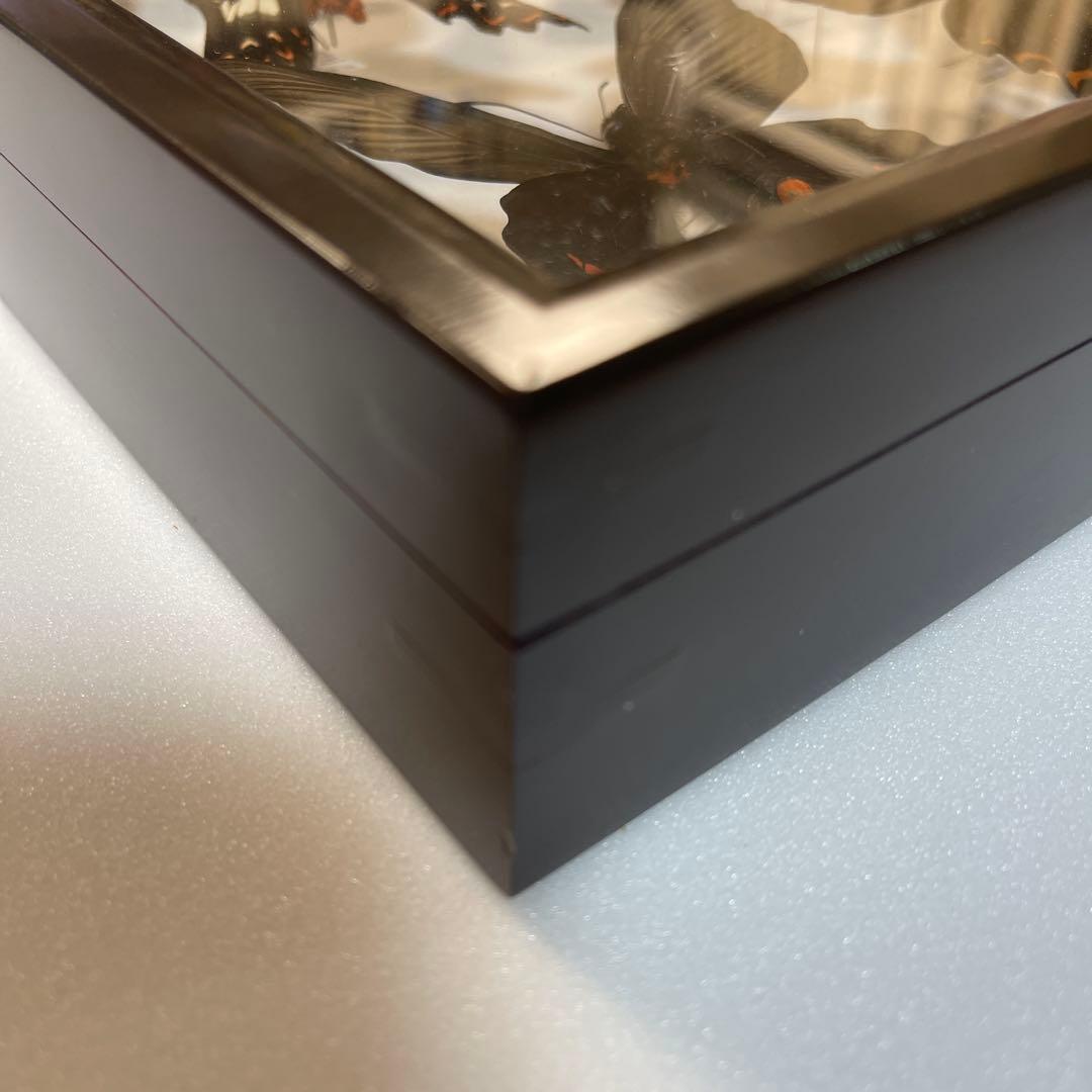 黒いアゲハ蝶各種の標本