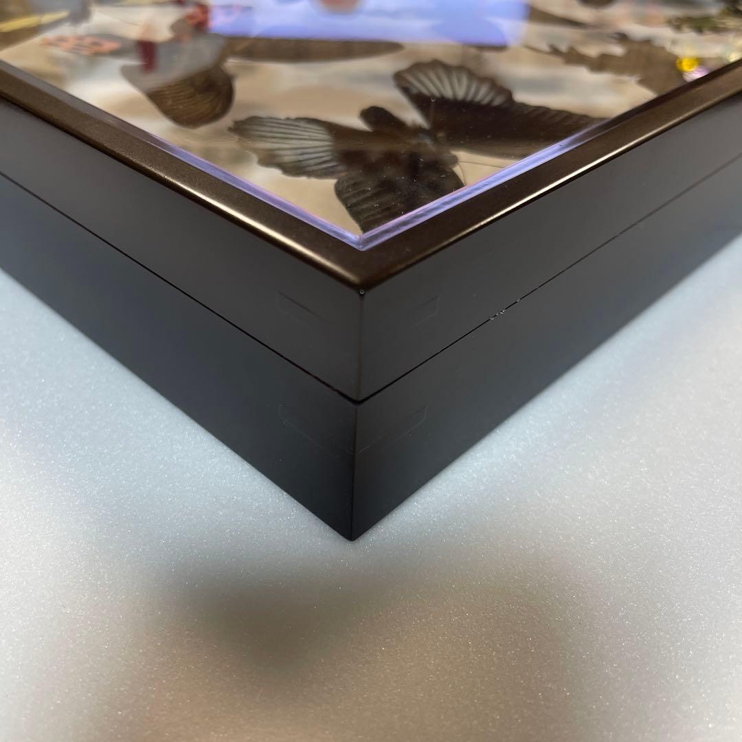 黒いアゲハ蝶各種の標本