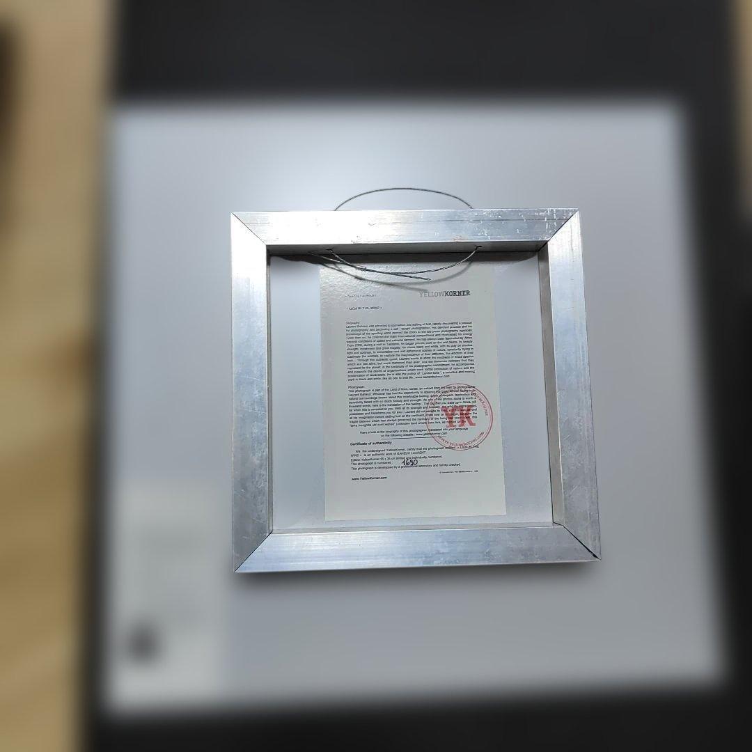 YELLOWKORNER フォトアート　ライオン　アクリルフォト