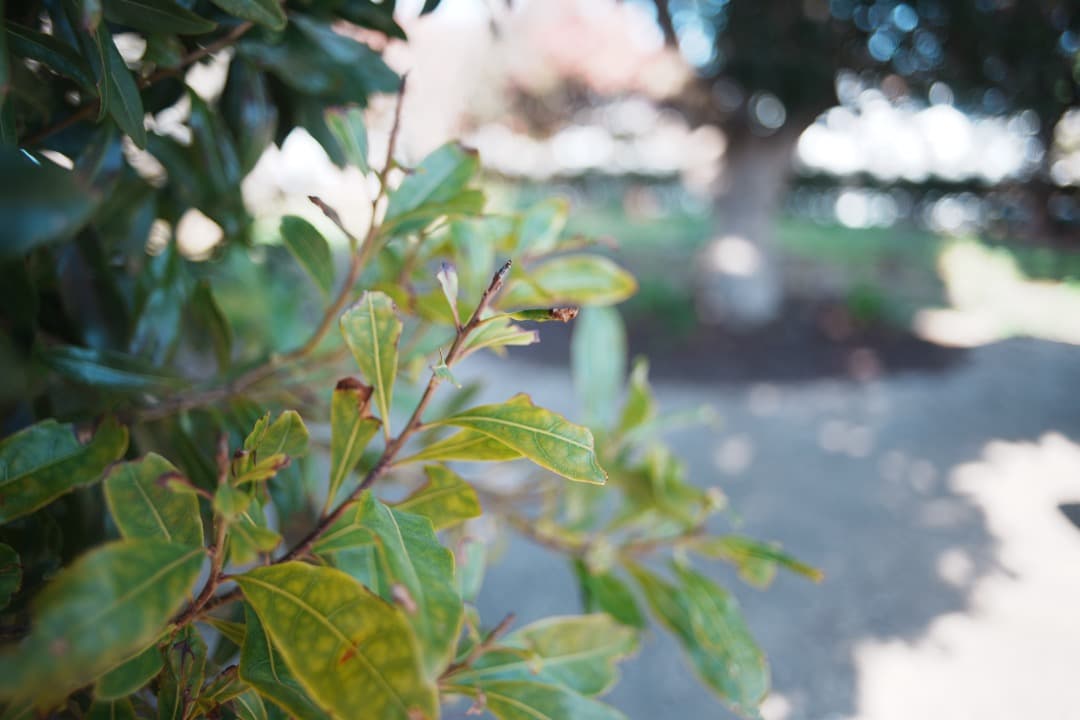 【パンケーキ級】動作◎ SMC PENTAX-M 28mm F2.8 単焦点