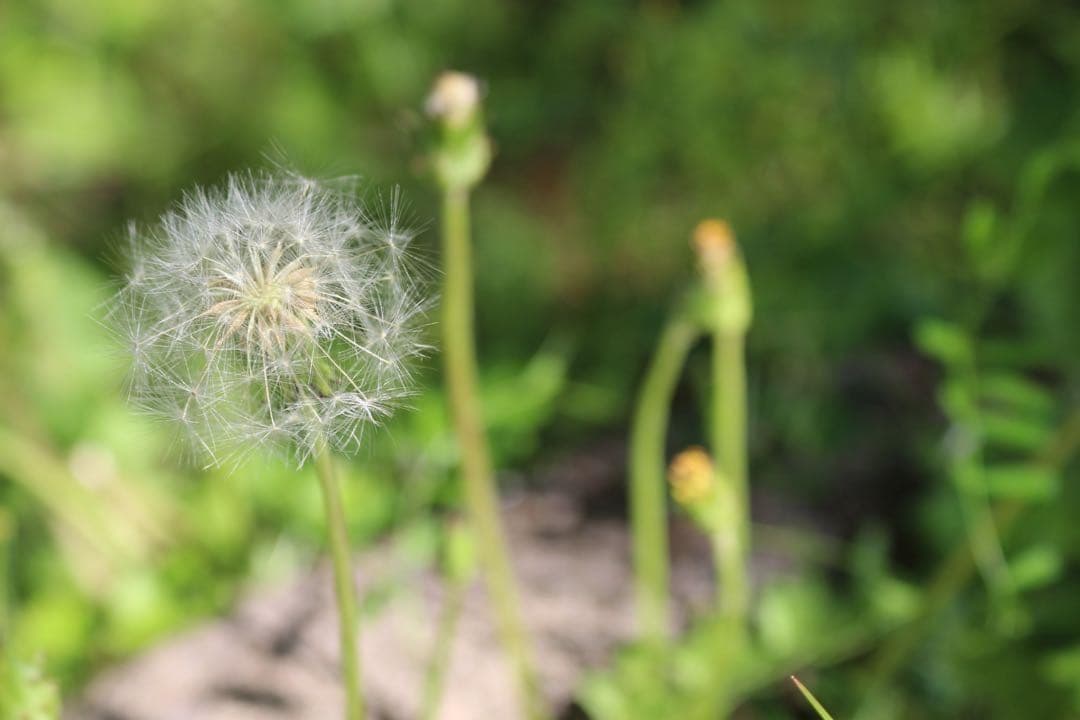 ショット数極僅☆Canon X7白ボディ！USMズーム＋説明書・CD・保護付