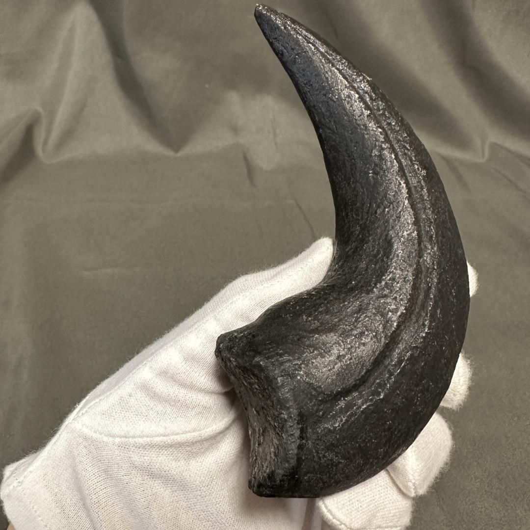 カルカロドントサウルス ハンドクロウ かぎ爪 化石 肉食恐竜 獣脚類 1516