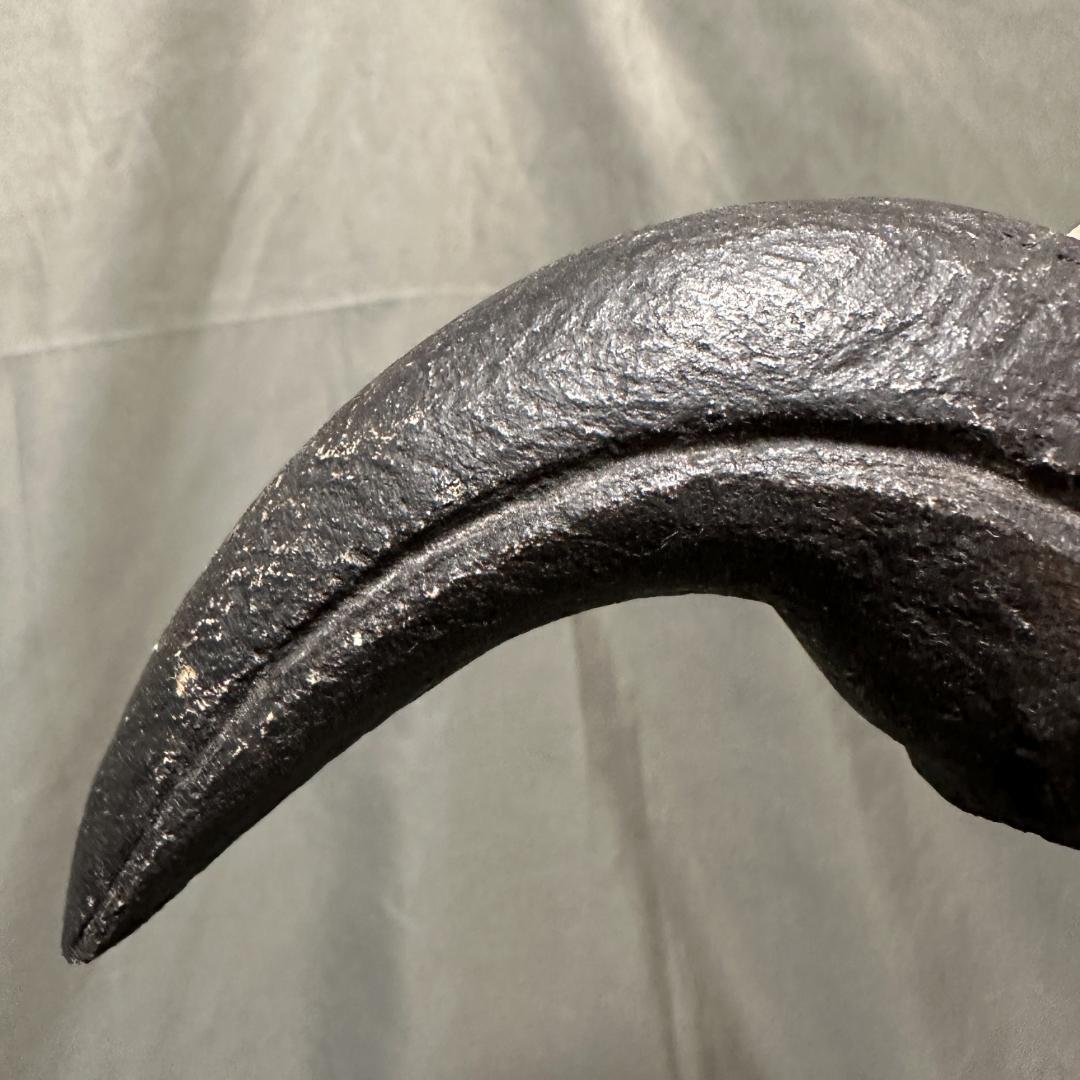 カルカロドントサウルス ハンドクロウ かぎ爪 化石 肉食恐竜 獣脚類 1516