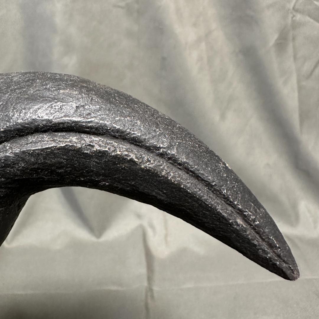 カルカロドントサウルス ハンドクロウ かぎ爪 化石 肉食恐竜 獣脚類 1516