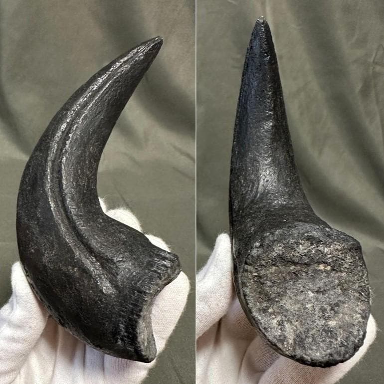 カルカロドントサウルス ハンドクロウ かぎ爪 化石 肉食恐竜 獣脚類 1516