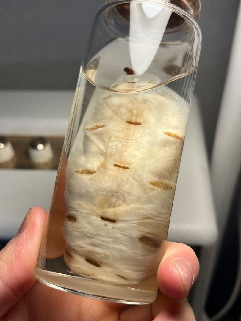 【液浸珍々】シロアリの女王標本 超巨大 液浸標本 昆虫標本 パラポネラ