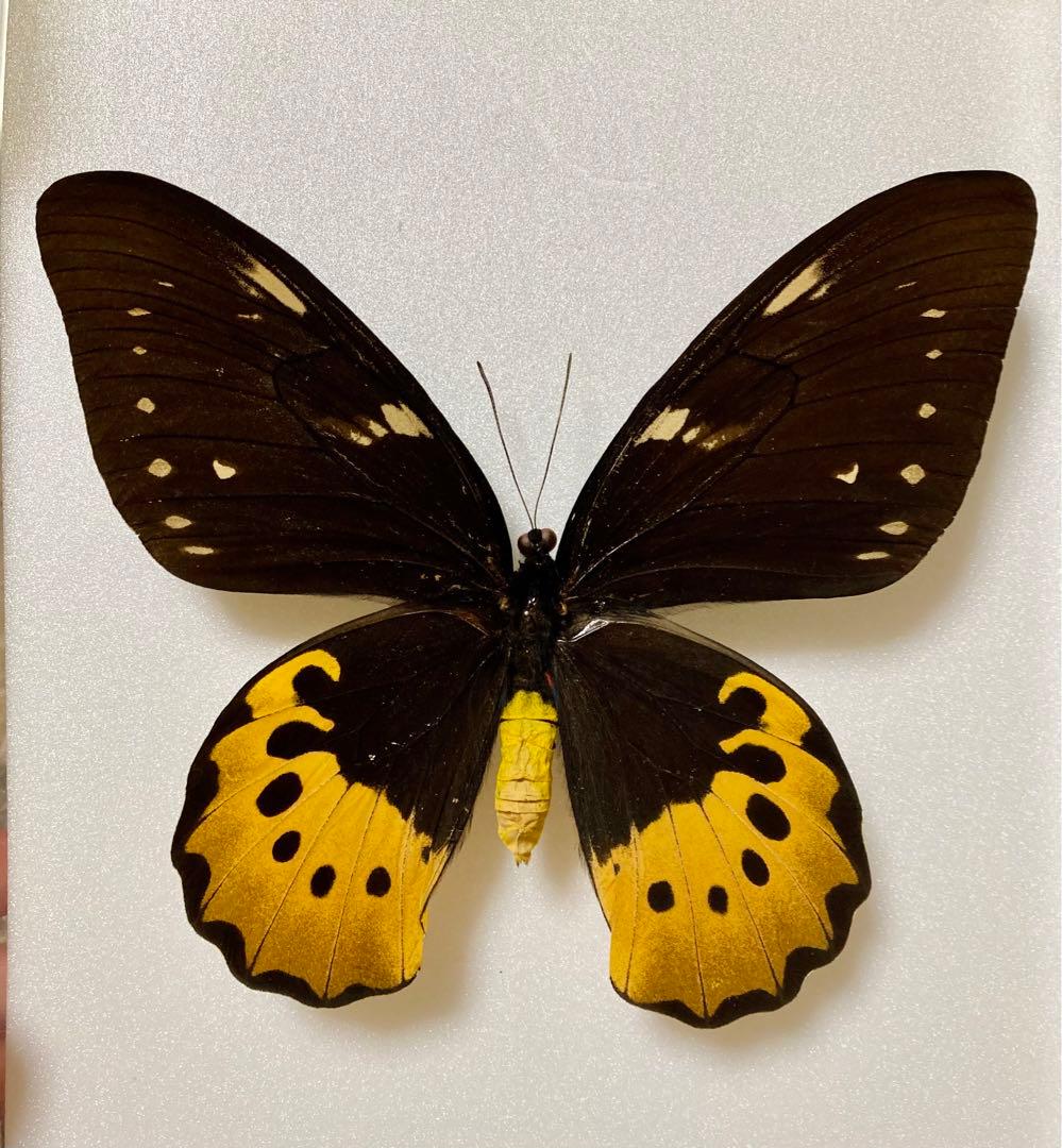 【大型】ゴライアストリバネアゲハ（1メス・パプアニューギニア産）