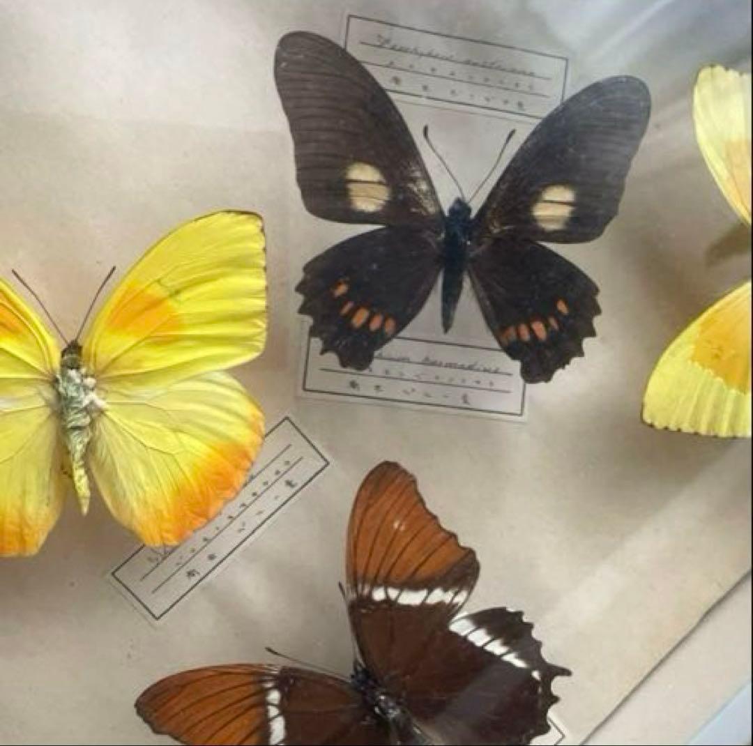 モルフォ蝶　他　アンティーク蝶標本　ヴィンテージ標本　全22種類