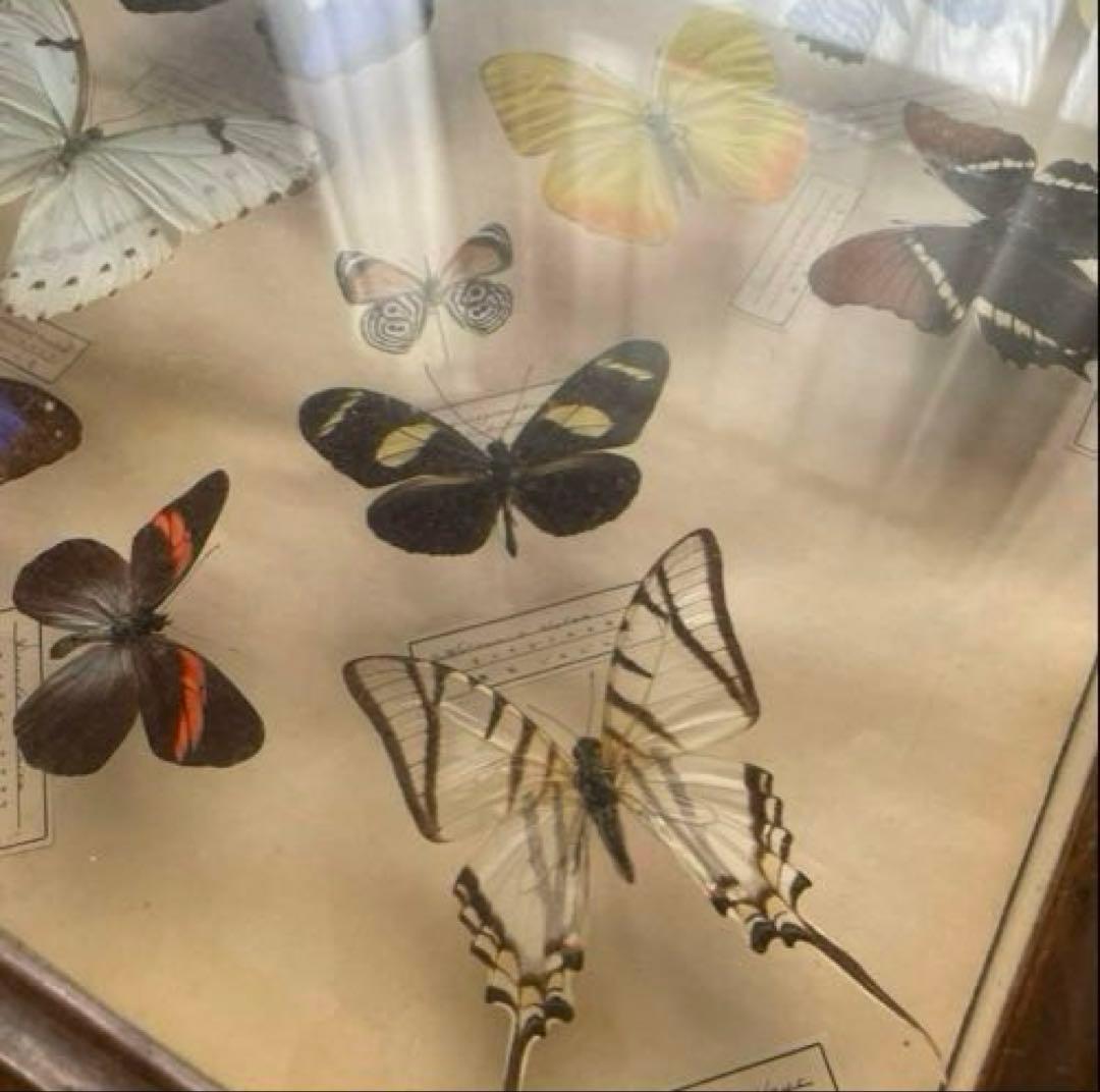 モルフォ蝶　他　アンティーク蝶標本　ヴィンテージ標本　全22種類