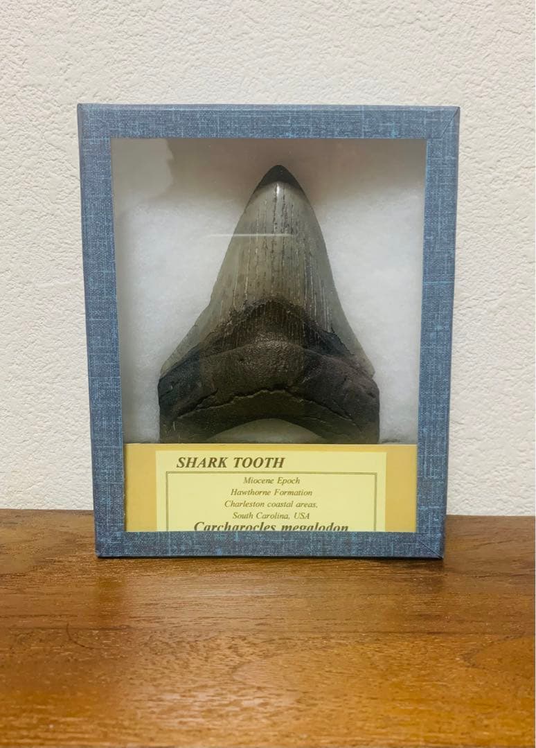 メガロドン　歯の化石　110㎜