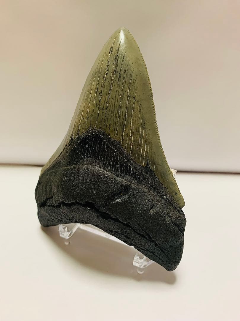 メガロドン　歯の化石　110㎜