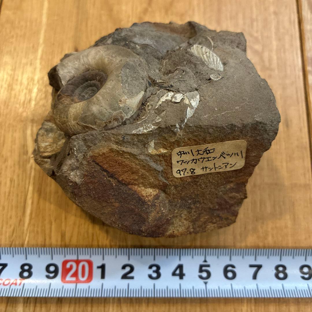 アンモナイト化石 約20cm 1997.8採掘