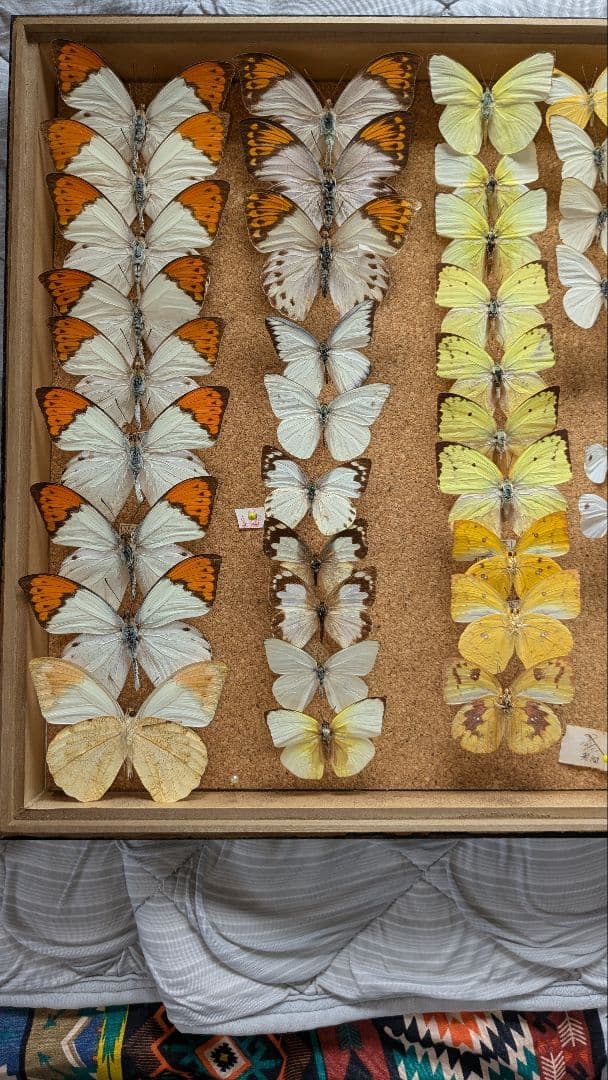 シロチョウ科　セット