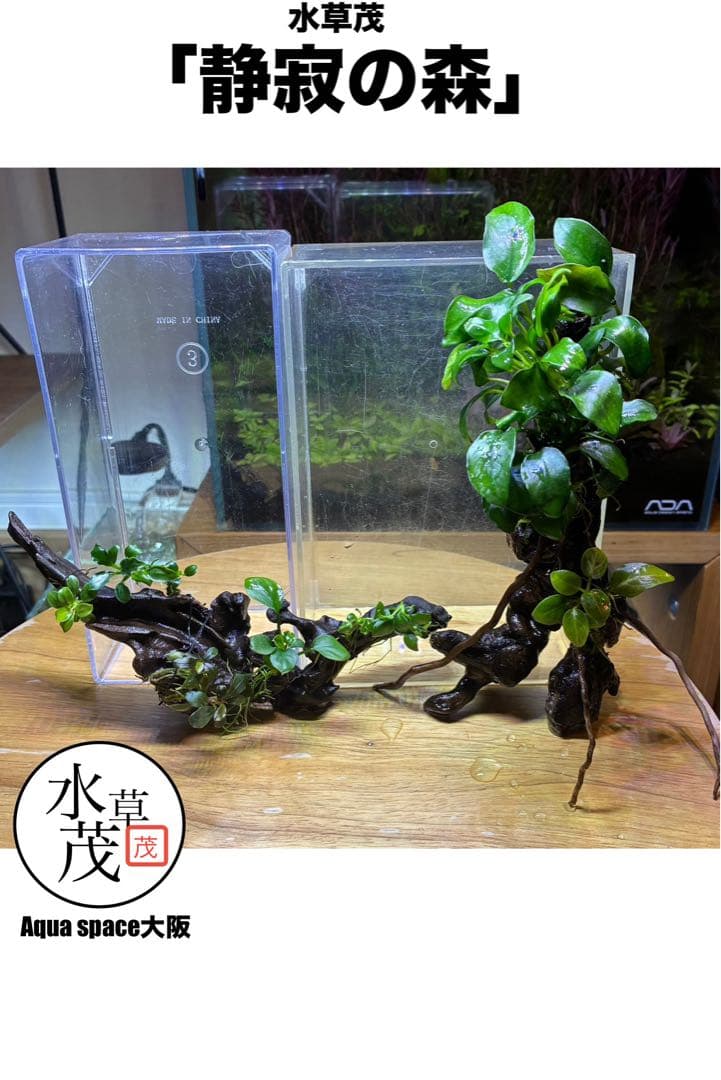 水草茂「はる様オーダー用」