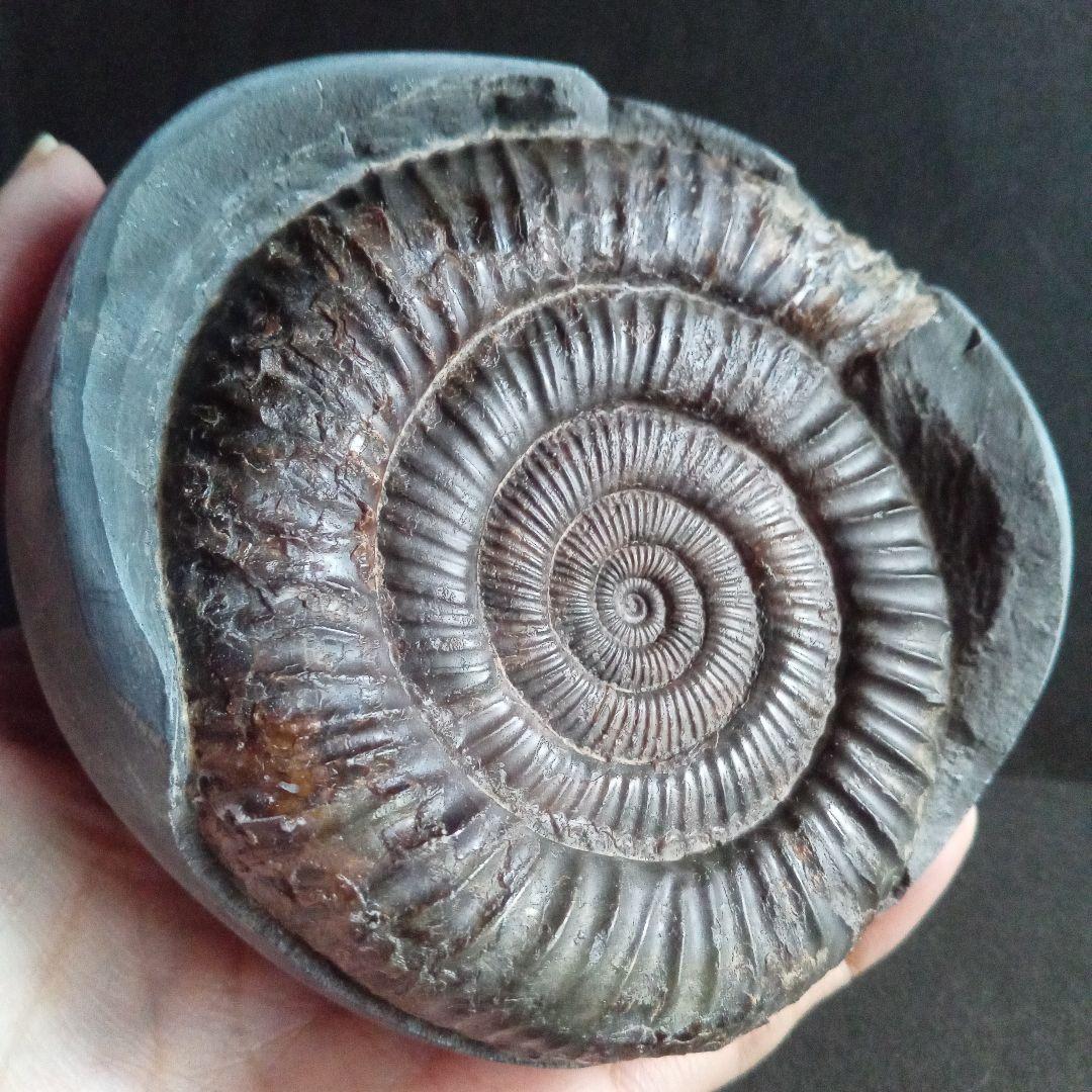 イギリス産　ジュラ紀　アンモナイト　特大　88m　美麗標本
