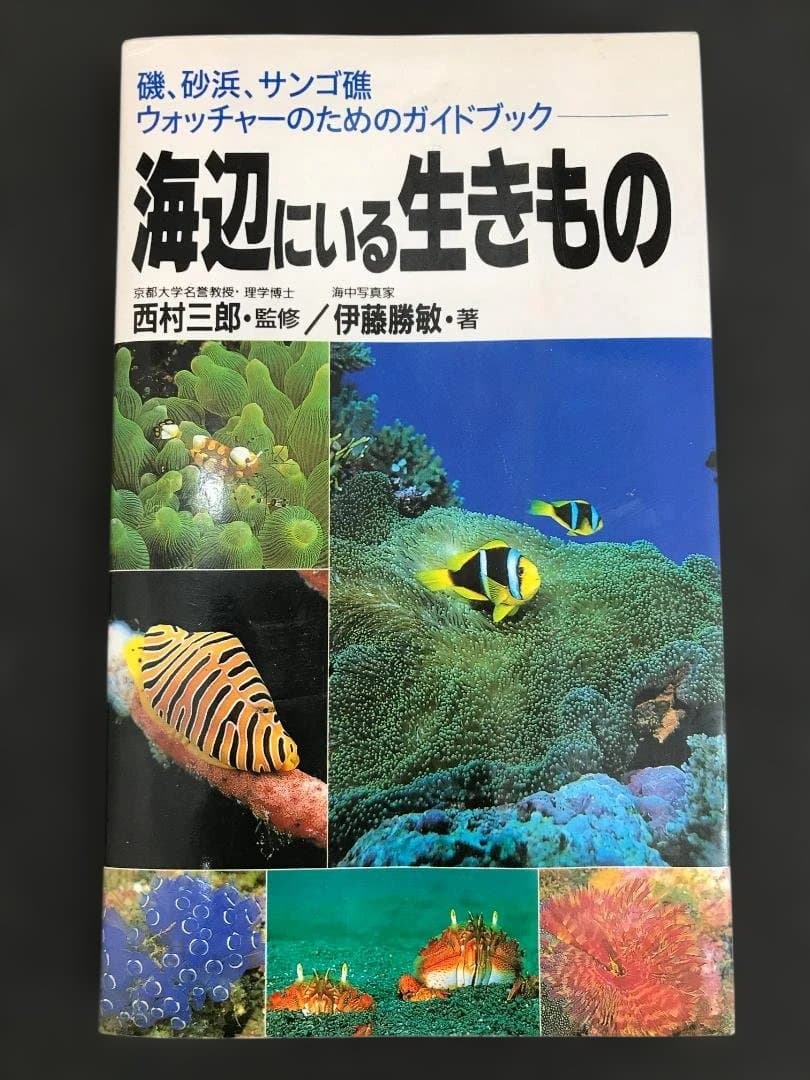【博物館級・来歴明確】貝殻標本コレクション 6点／学名・採集地・採集年・水深記録