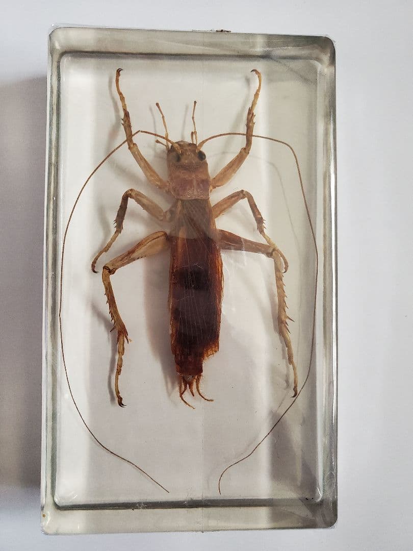 オバケコロギス　オバケコオロギ　樹脂標本