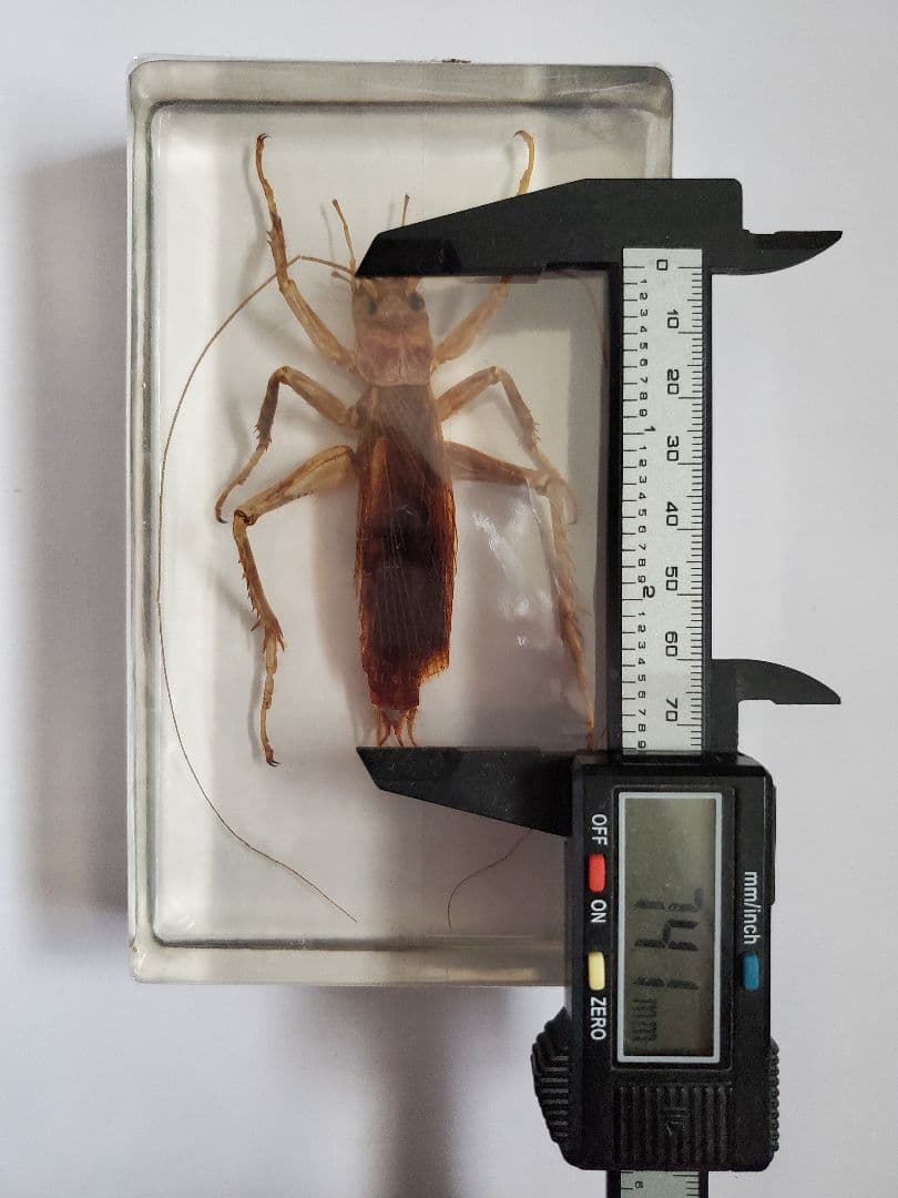 オバケコロギス　オバケコオロギ　樹脂標本