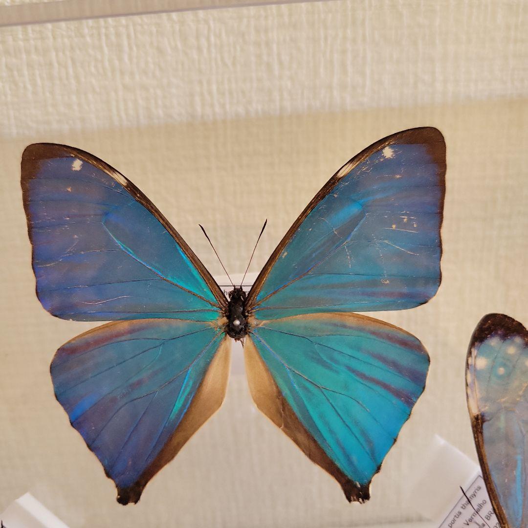 蝶の標本　輝くモルフォの世界(A特)