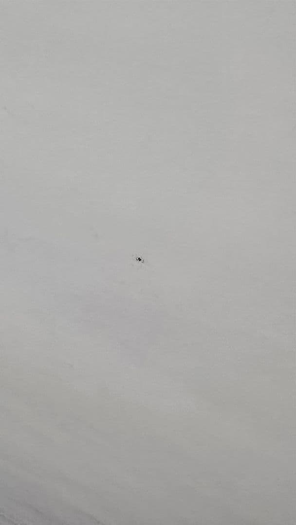 b*6様 【希少品】横尾忠則 JRA 第65回日本ダービーポスター B1サイズ