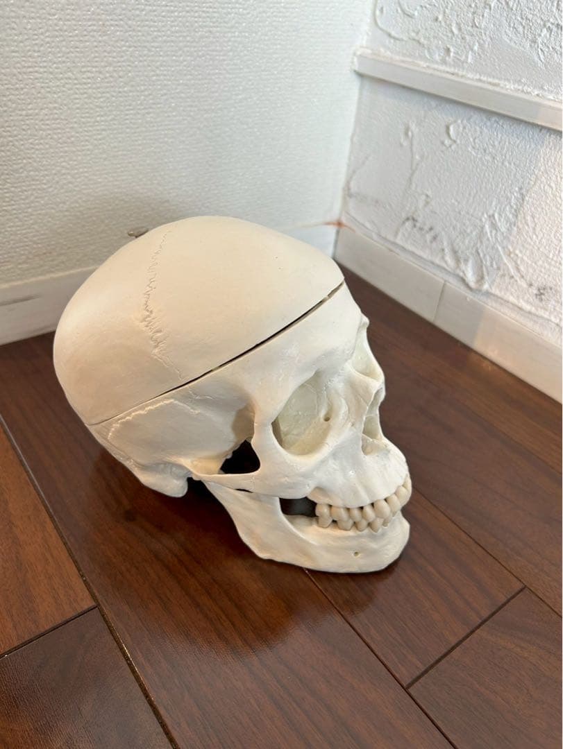 3B “スタン” 標準型骨格モデル A10 美品