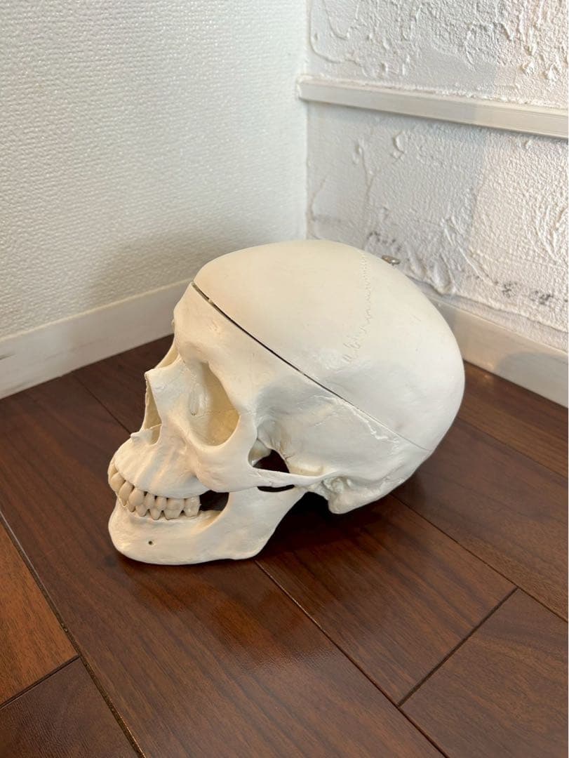 3B “スタン” 標準型骨格モデル A10 美品