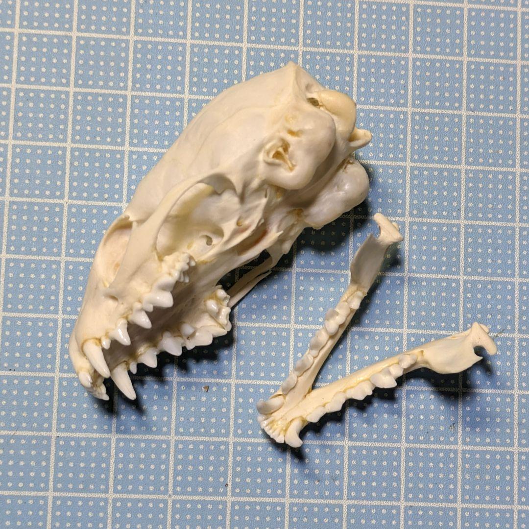 頭骨標本　ジャワマングース　ペア