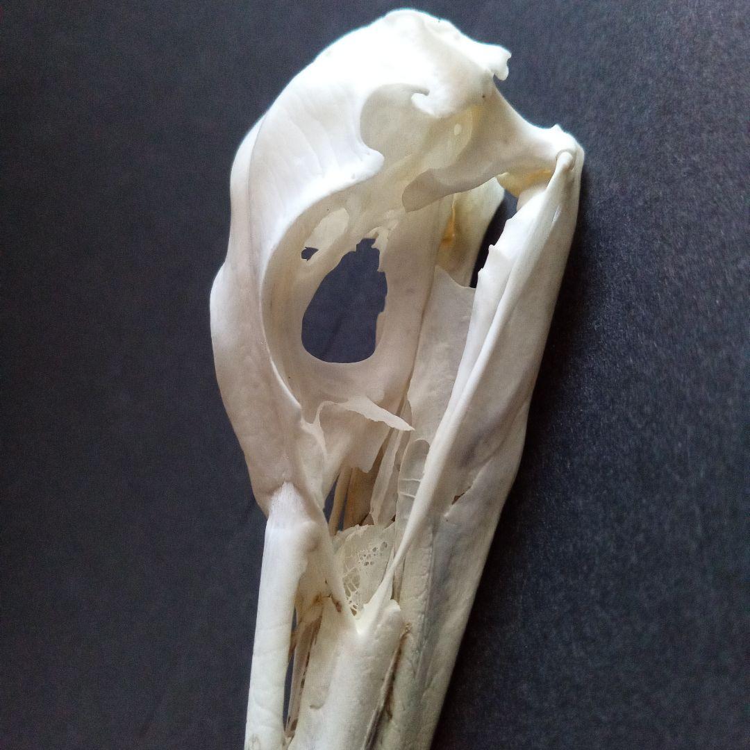 アオサギ　鷺　頭部　頭骨　スカル　極美麗標本