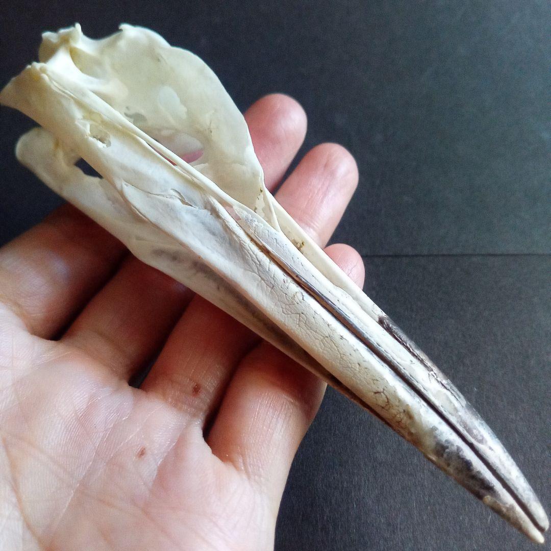 アオサギ　鷺　頭部　頭骨　スカル　極美麗標本