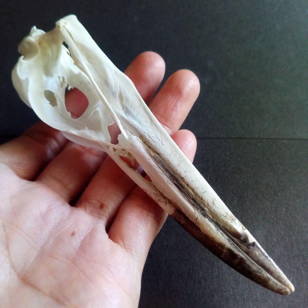 アオサギ　鷺　頭部　頭骨　スカル　極美麗標本