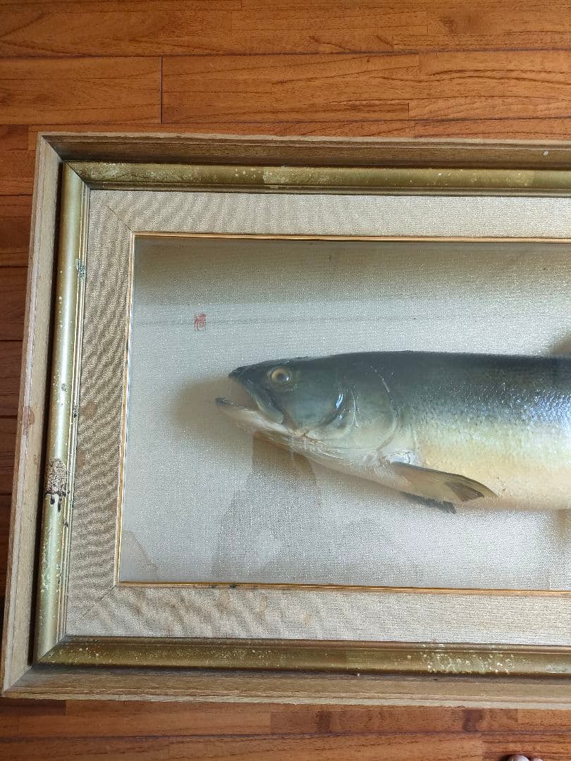 「超貴重品」大型のイトウの剥製　※取りに来られたら半額にします。