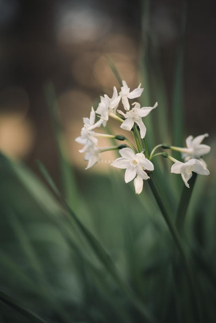 良品！CONTAX屈指の解像！SONNAR 85mm AEG オールドレンズ