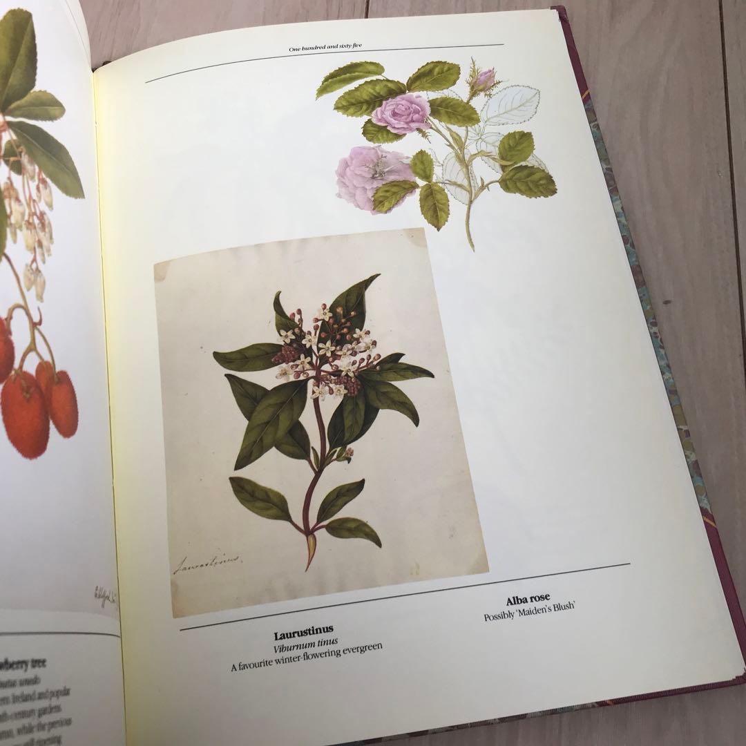 19世紀初頭の美しい植物画コレクション　ヴィンテージ本　古書 植物図鑑