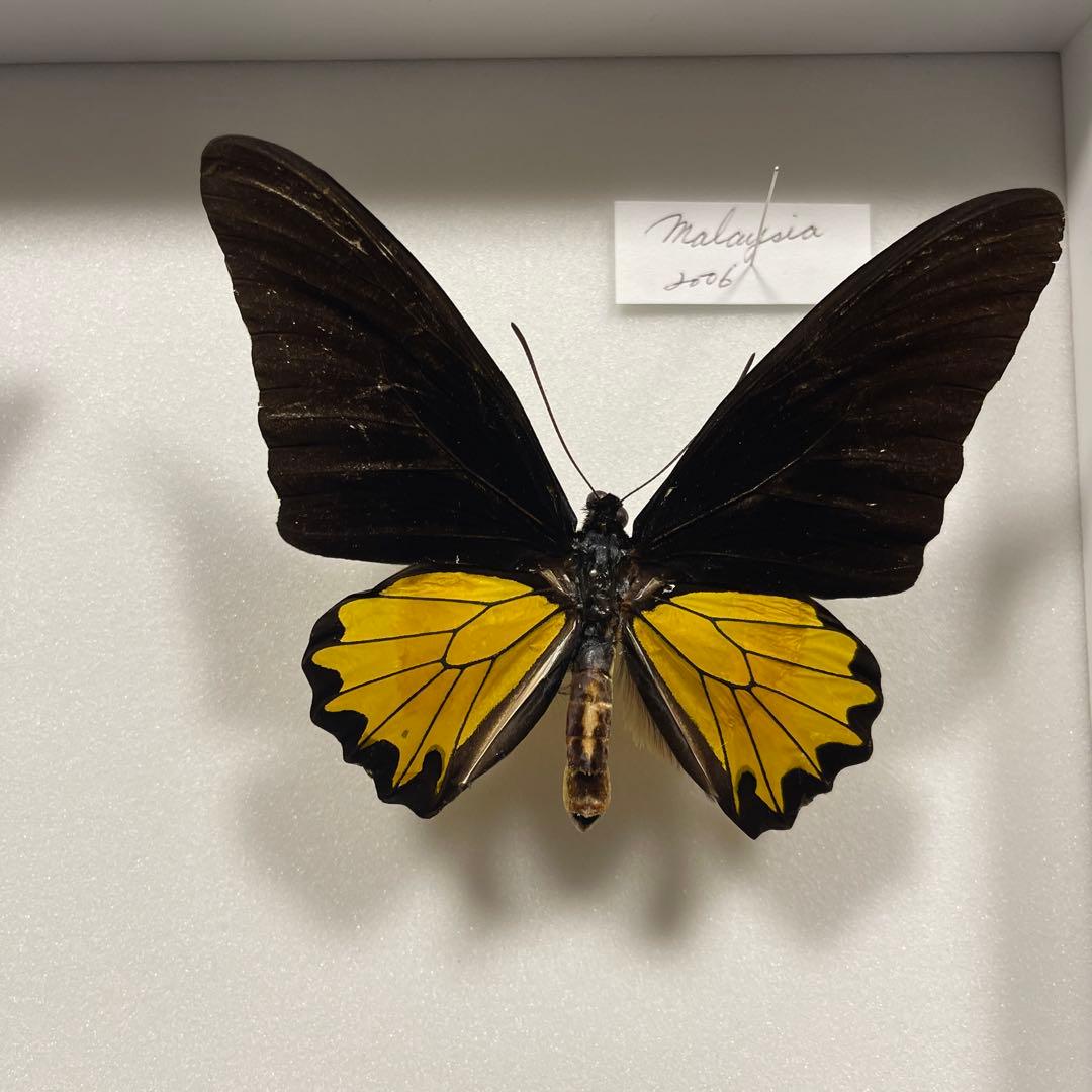 キシタアゲハ　11頭